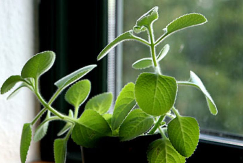 Kubansk Oregano