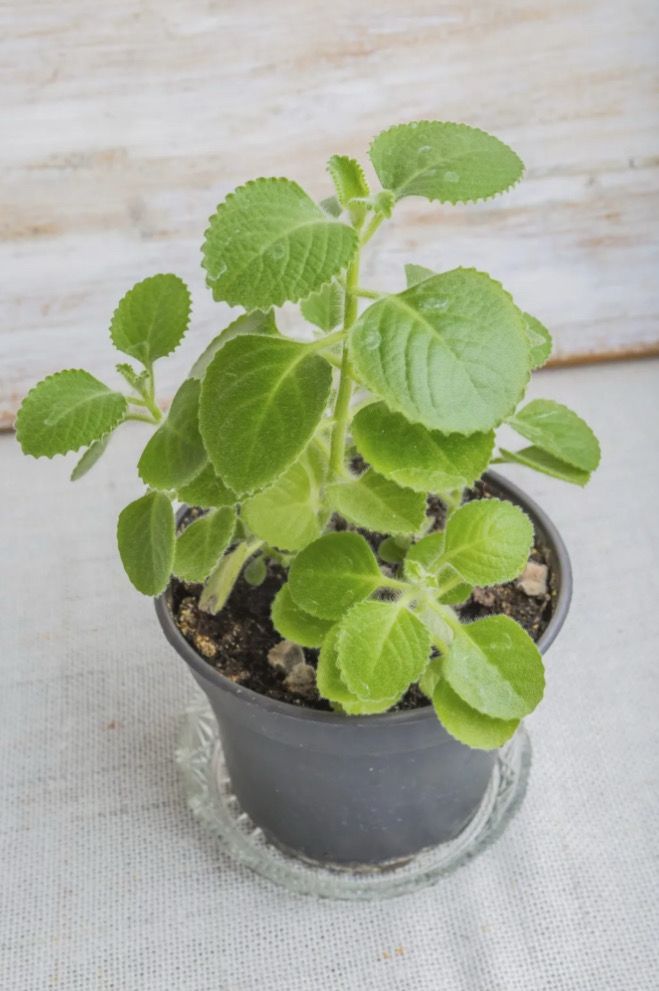 Kubansk Oregano
