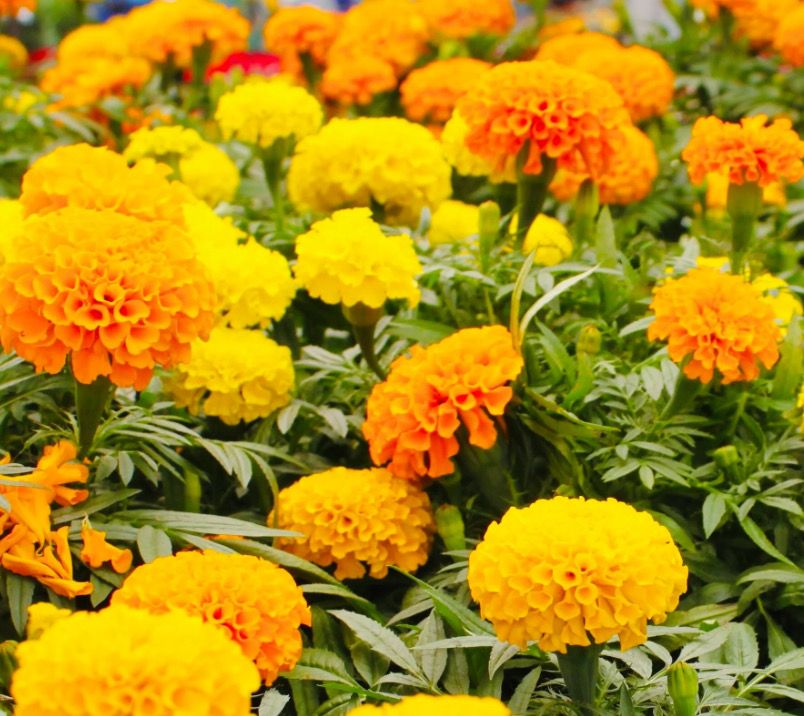 Tagetes &quot;Crackerjack&quot; - fræ