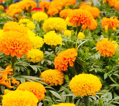 Tagetes &quot;Crackerjack&quot; - fræ