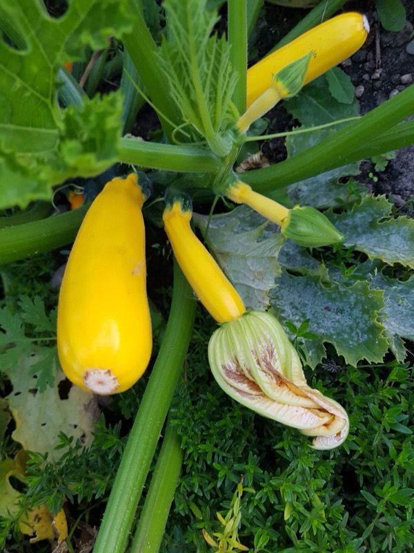 Squash &quot;Soleil&quot; - Fræ