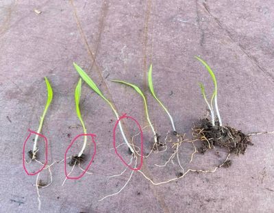 Bjarnaleykur - Ramsleykur