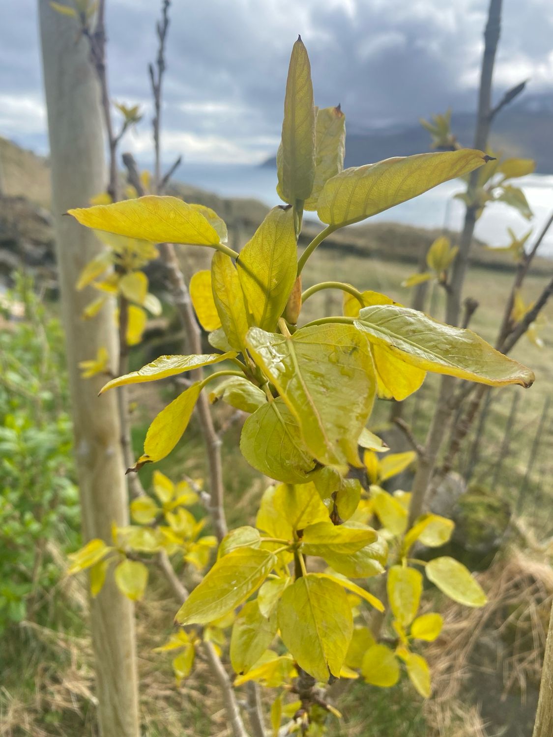 Balsamøsp
