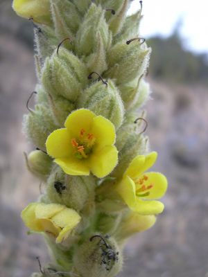 Kongelys (Mullein)