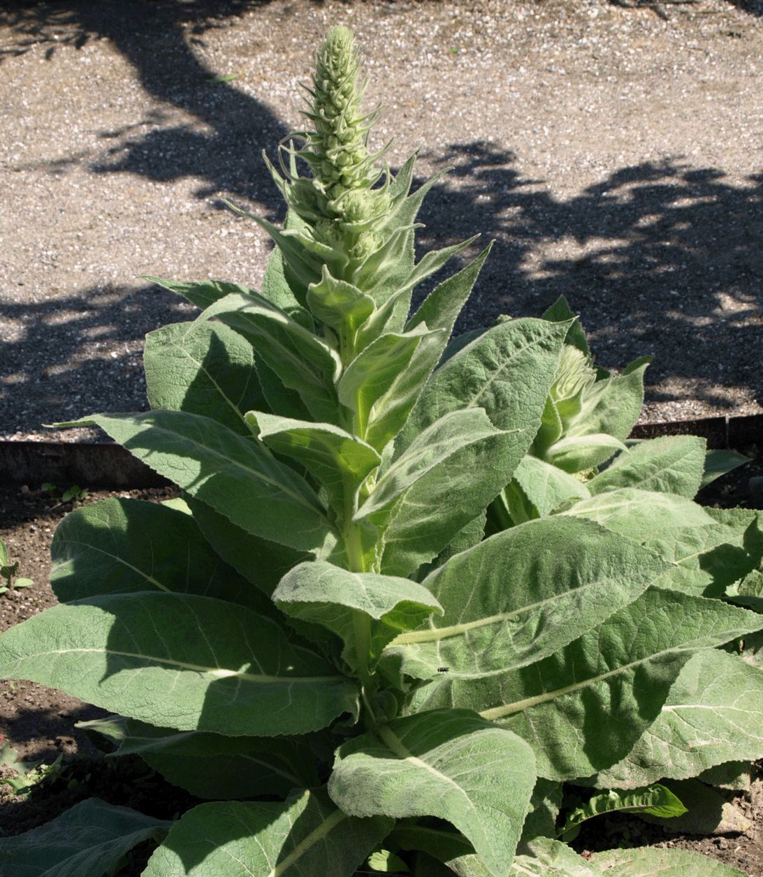 Kongelys (Mullein)