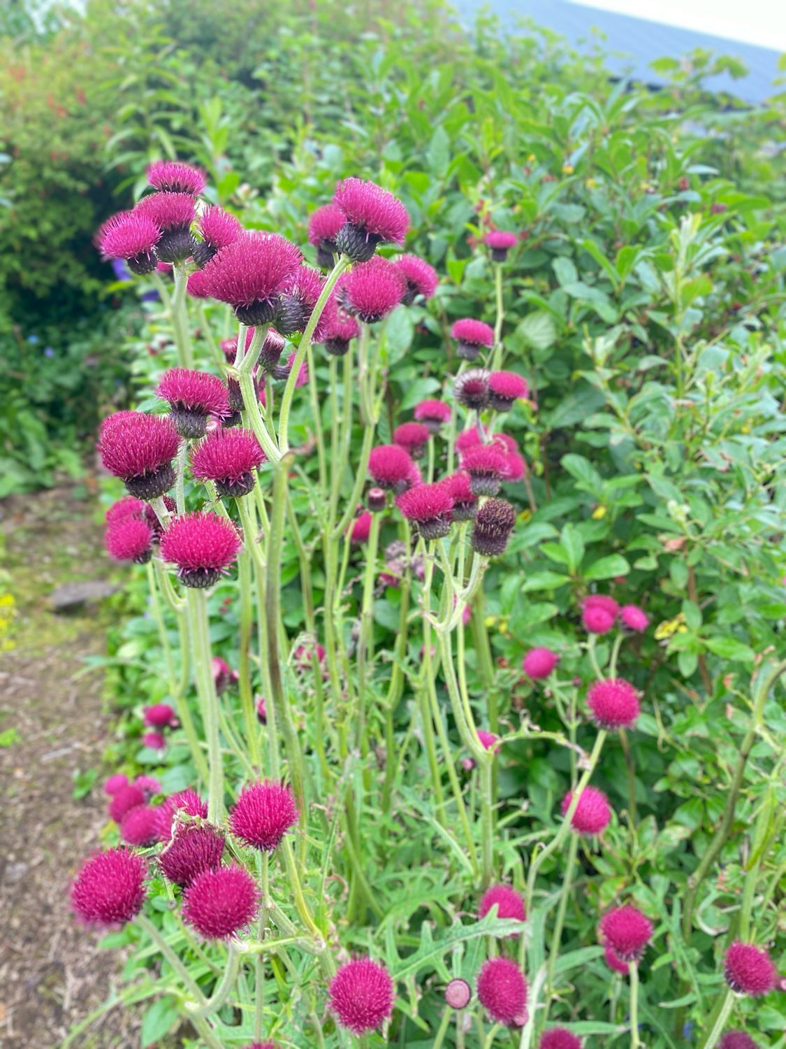 Flodtidsel