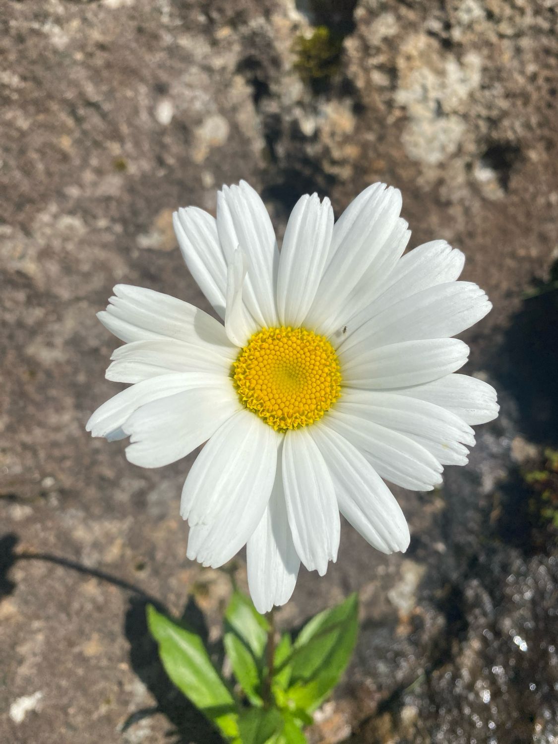 Hvítt oksaeyga -  Kæmpe margueritt