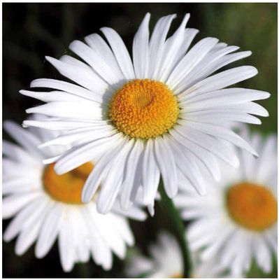 Hvítt oksaeyga -  Kæmpe margueritt