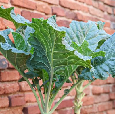 Grønkál , Berza Caballar - fræ