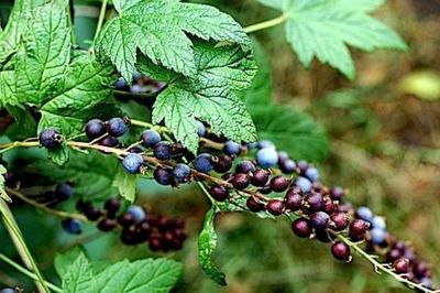 Kalifornisk sólber Kalifornisk sólber