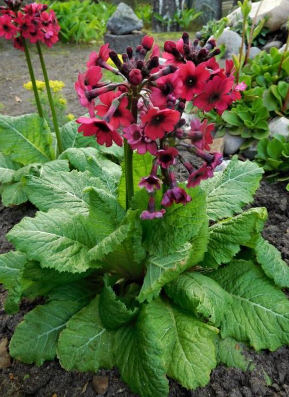 Etagu Primula