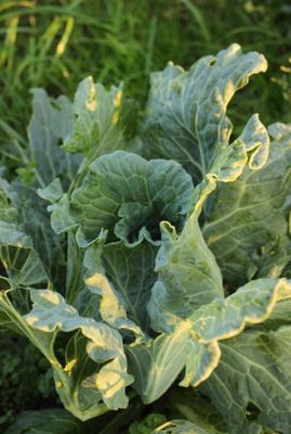 Grønkál, Asa de cantaro - fræ Grønkál, Asa de cantaro - fræ