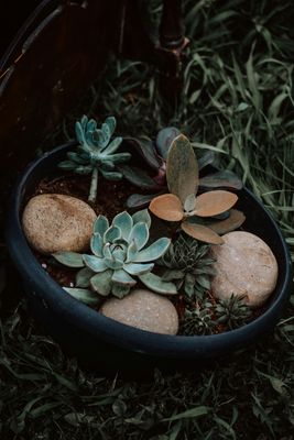 Plantur