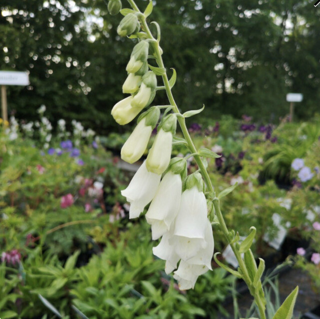 Revabjøllur (Digitalis) - planta