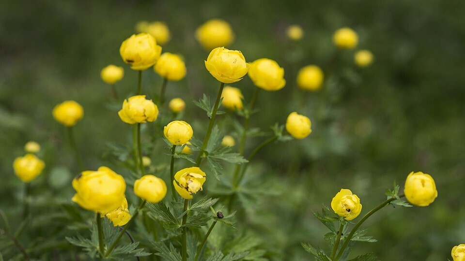 Eingjarblóma - fræ