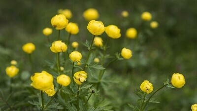 Eingjarblóma - fræ