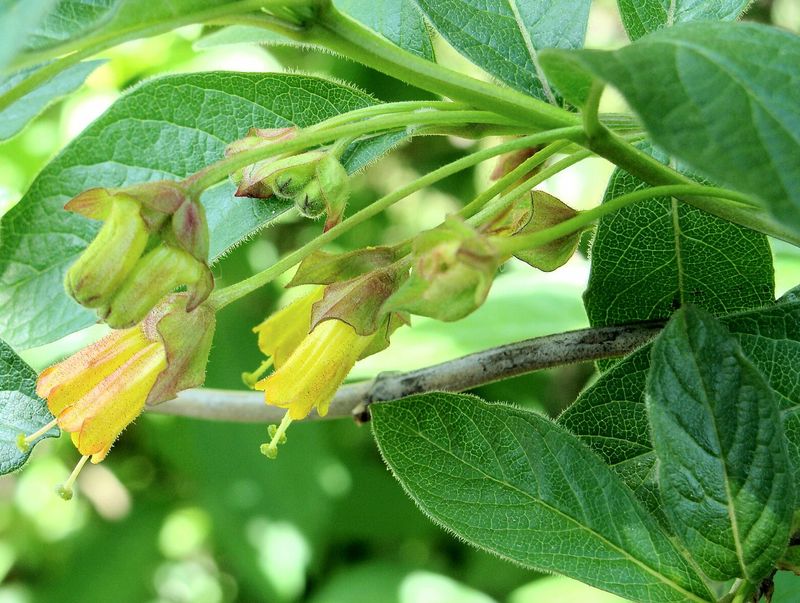 Føroysk Kaprifolia