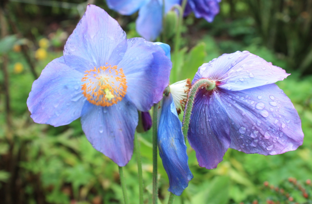 Dreymasólja - Planta