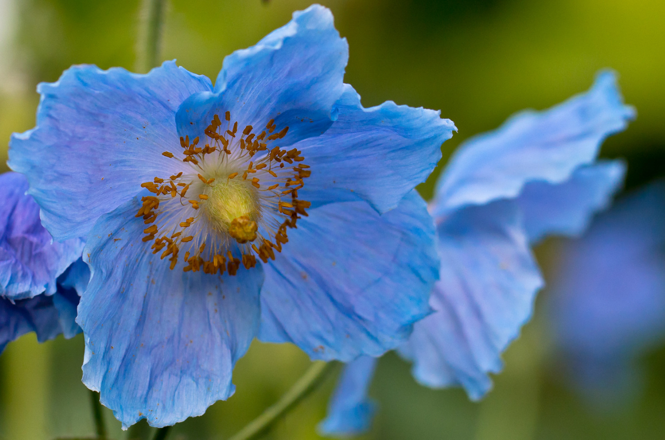 Dreymasólja - Planta