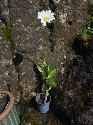 Hvítt oksaeyga - Margueritt