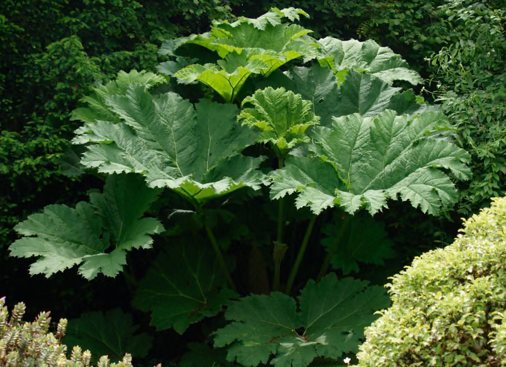 Mammutblað (Gunnera)
