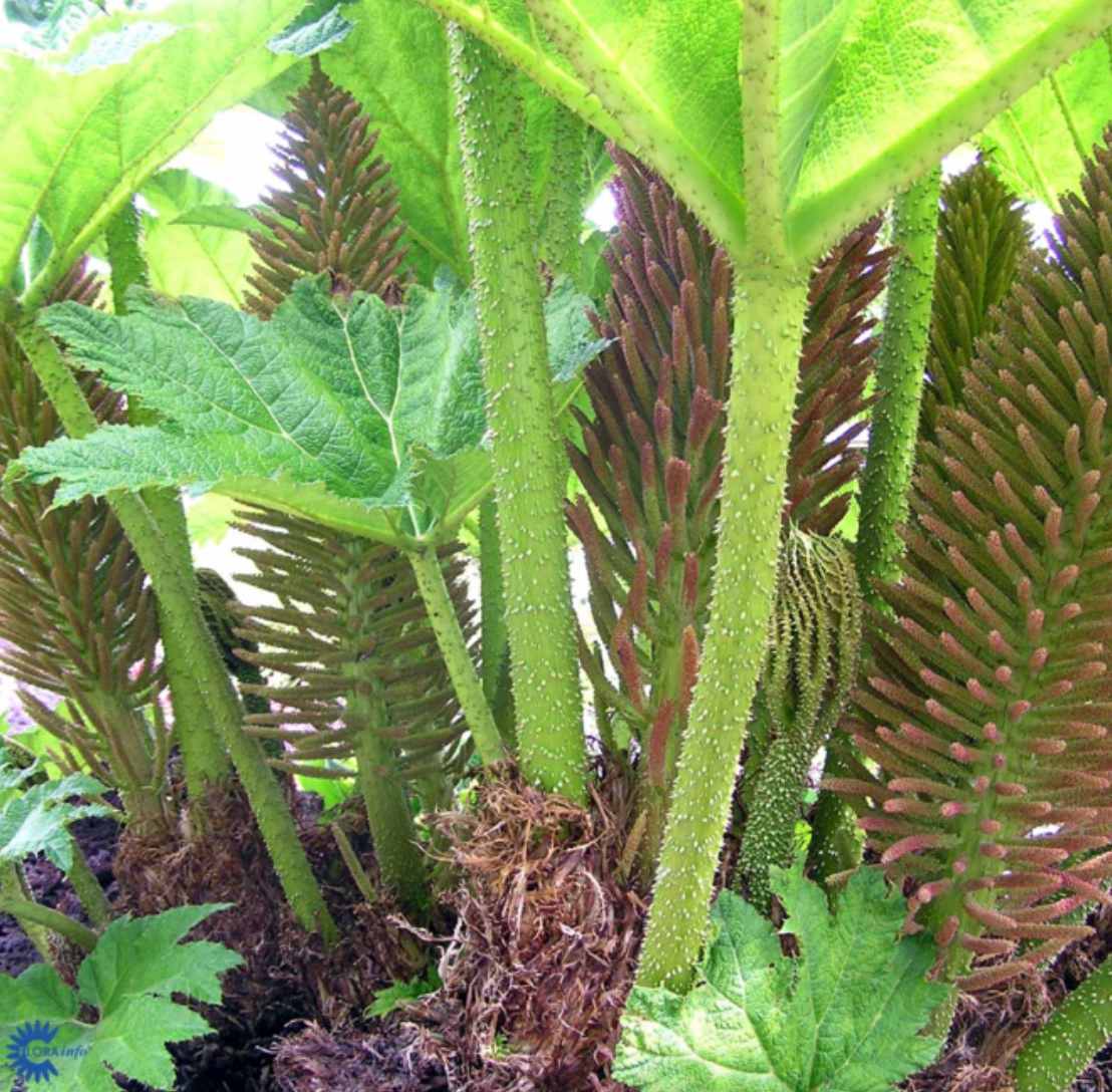 Mammutblað (Gunnera)
