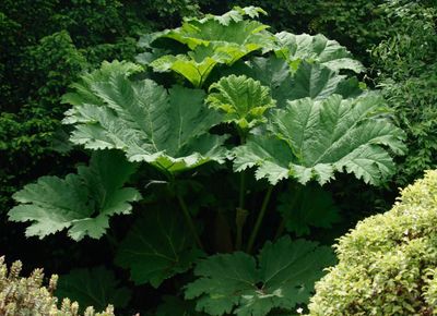Mammutblað (Gunnera)