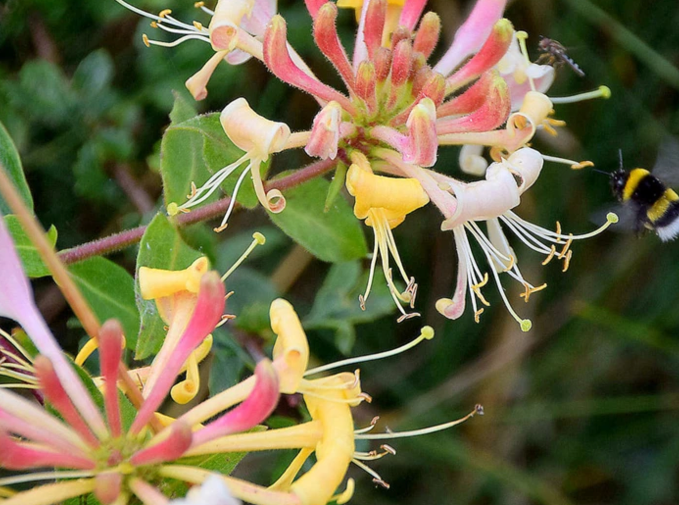Klivkaprifolia