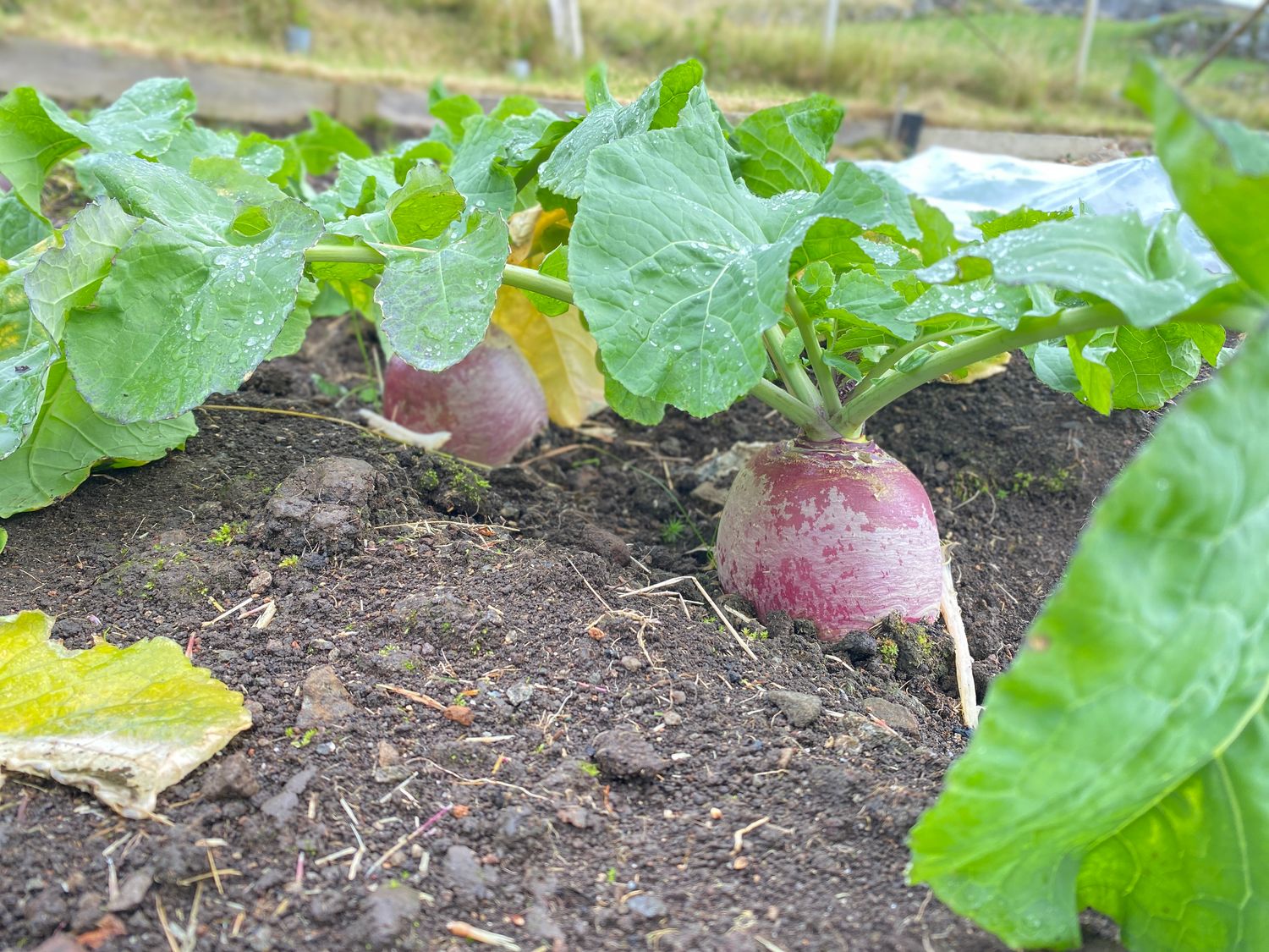 Bangholm kålroe - fræ