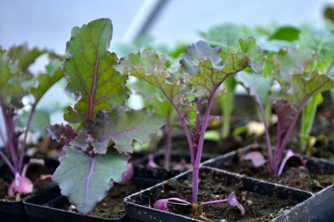 Grønkál , Red Russian - fræ