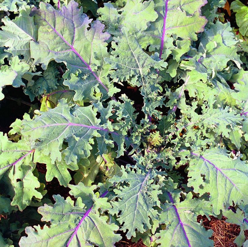 Grønkál , Red Russian - fræ