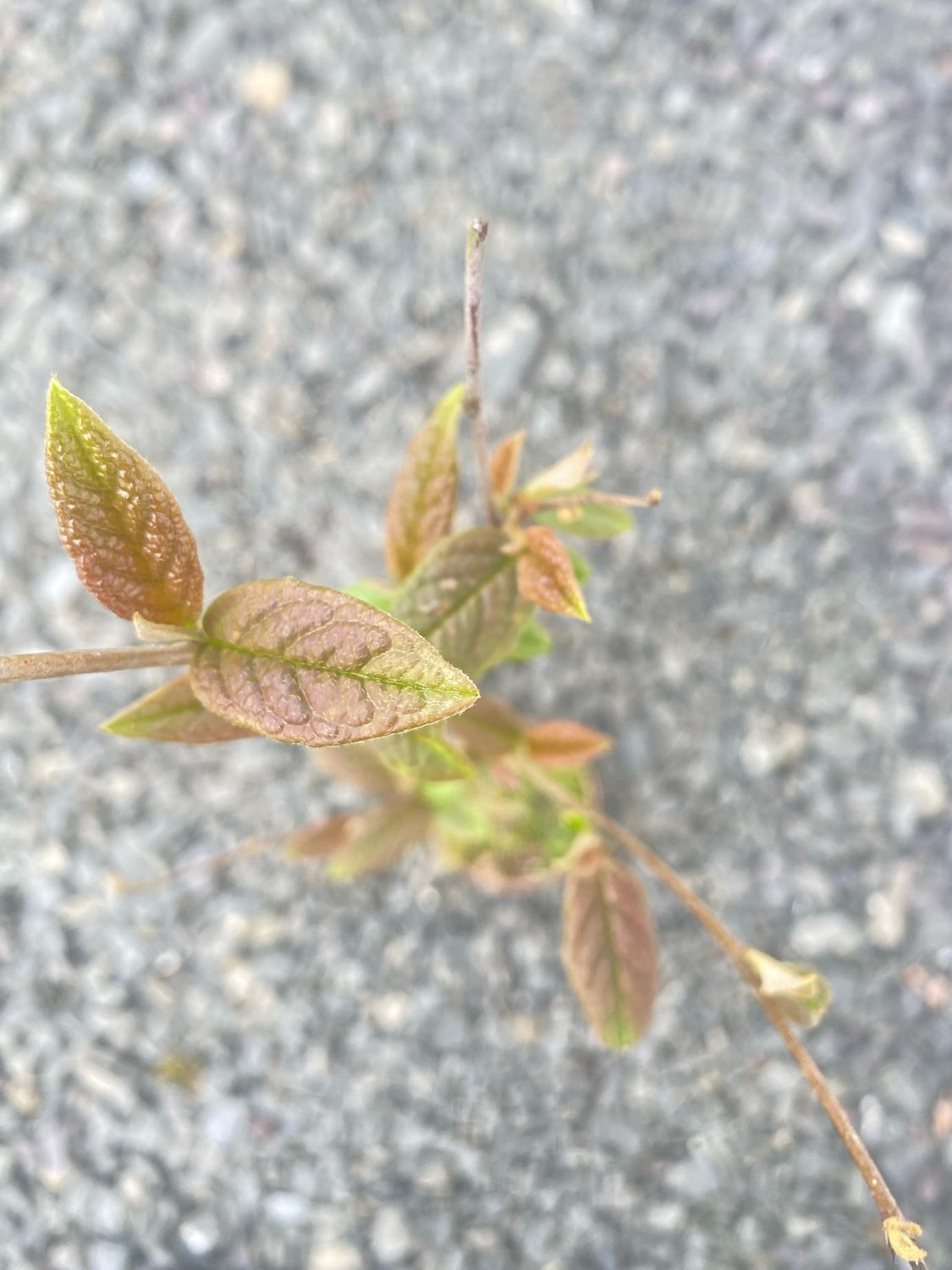 Storbladet Cotoneaster