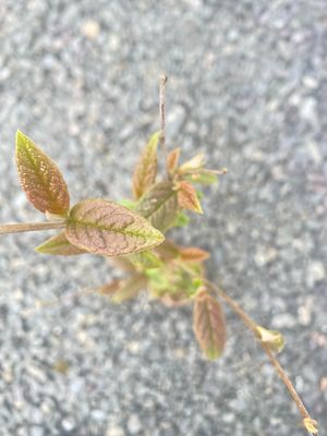 Storbladet Cotoneaster