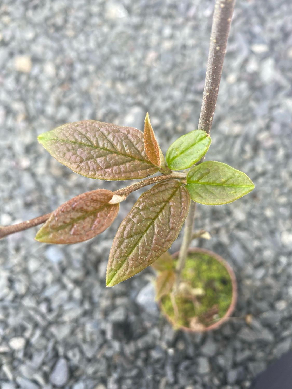 Storbladet Cotoneaster