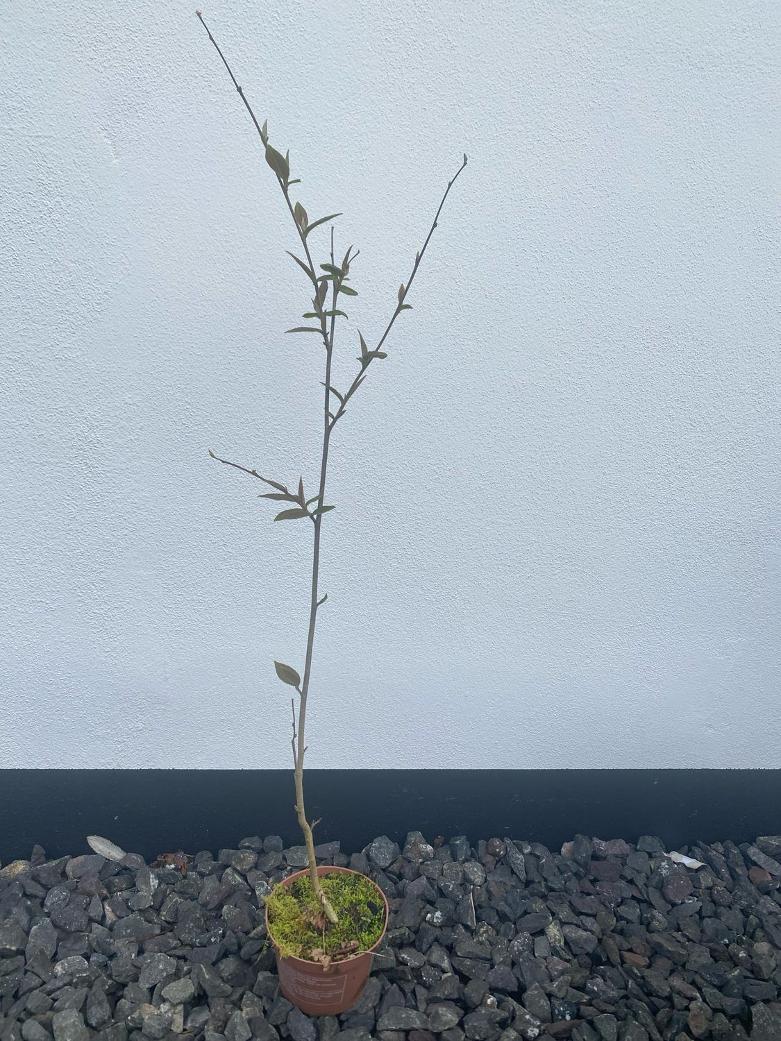 Storbladet Cotoneaster