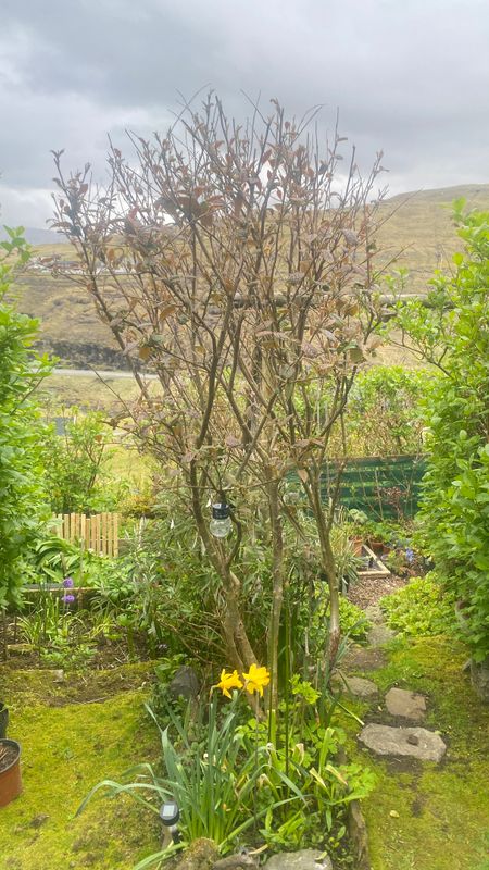 Storbladet Cotoneaster - Ca 90 Cm.