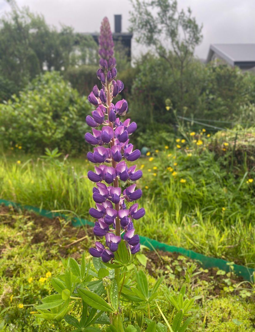 Blandaðar Lupinir, fræ