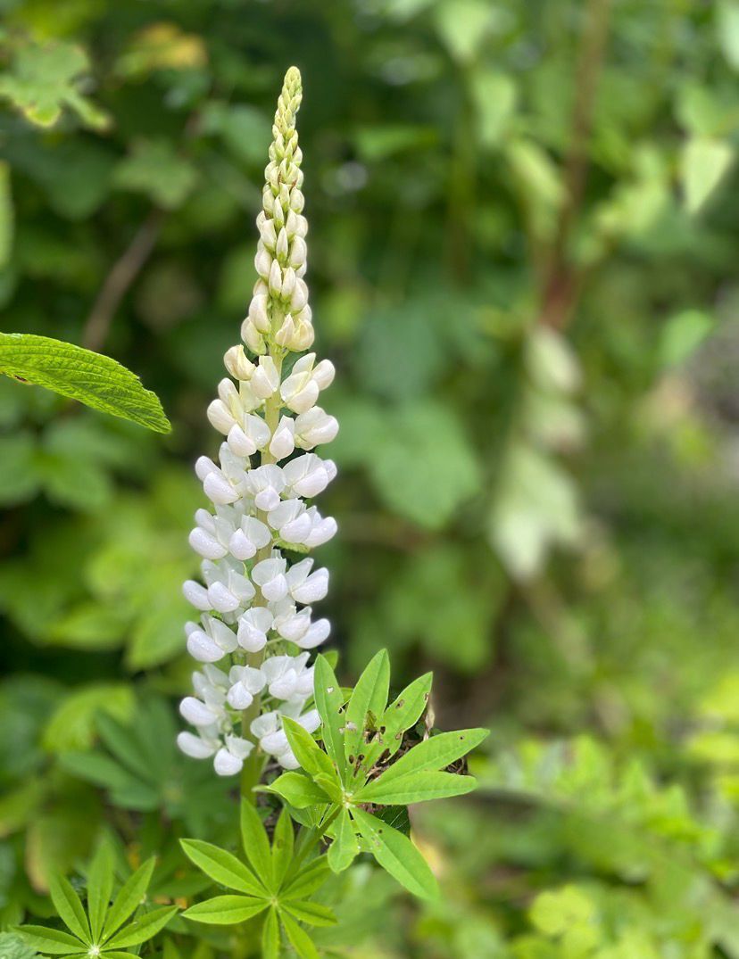 Blandaðar Lupinir, fræ