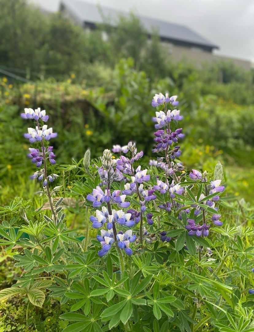 Blandaðar Lupinir, fræ