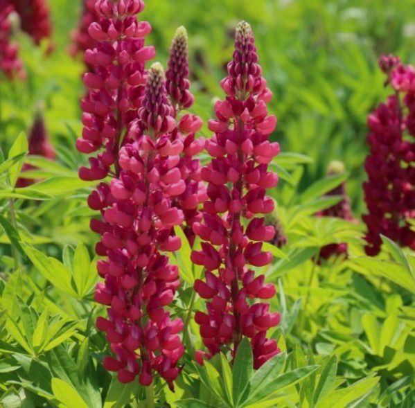 Blandaðar Lupinir, fræ