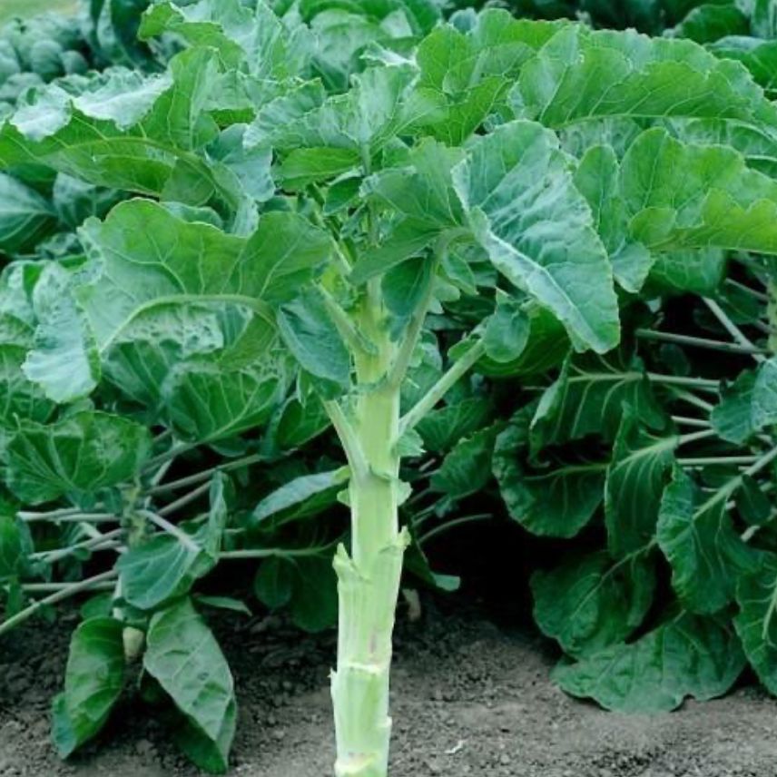 Kempigrøntkál, Astera - fræ