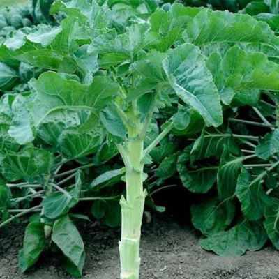 Kempigrøntkál, Astera - fræ