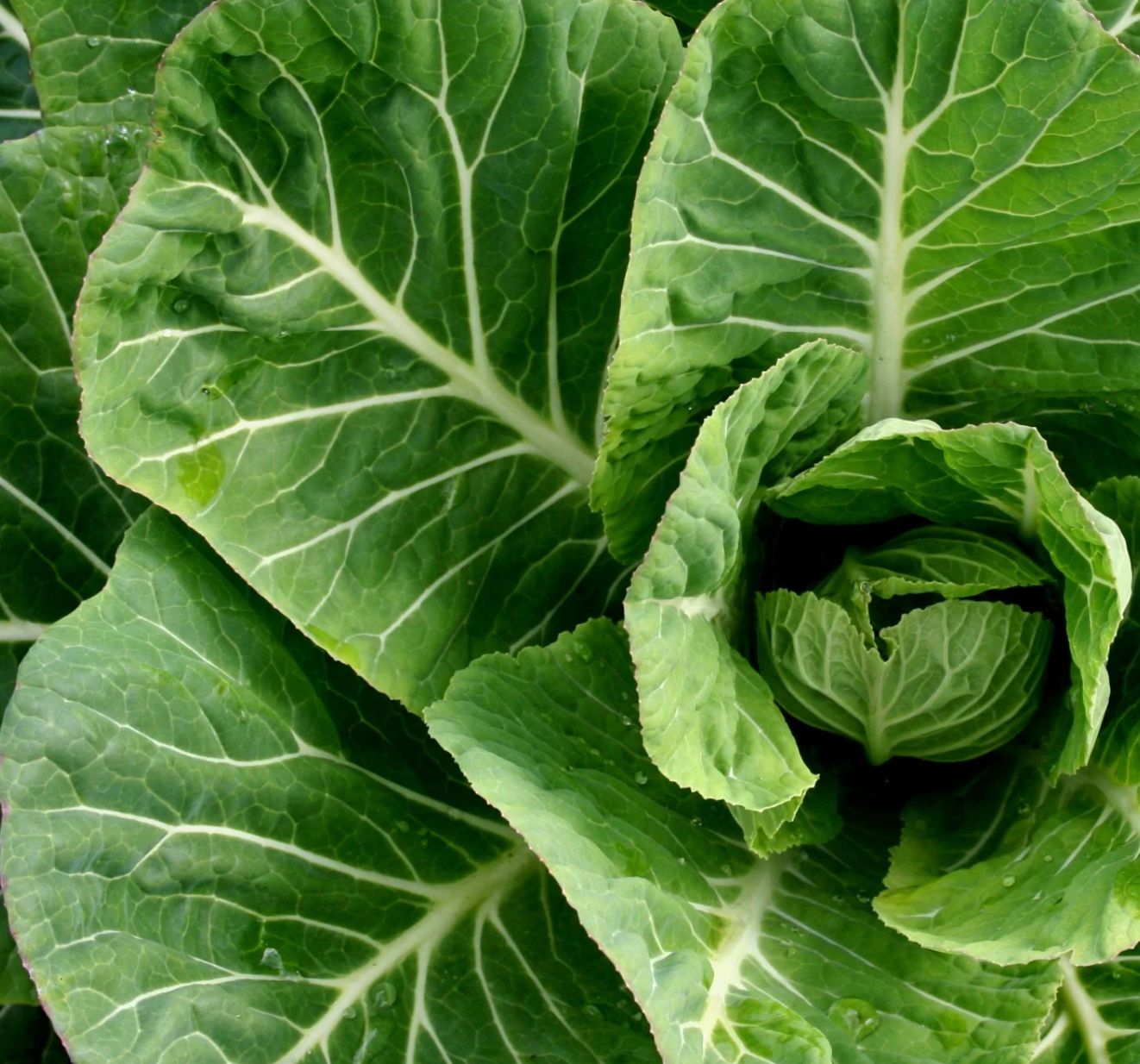 Collard greens Vates - fræ