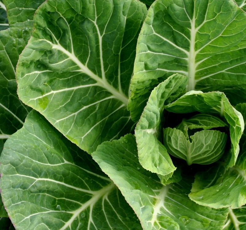 Collard Greens Vates - Fræ