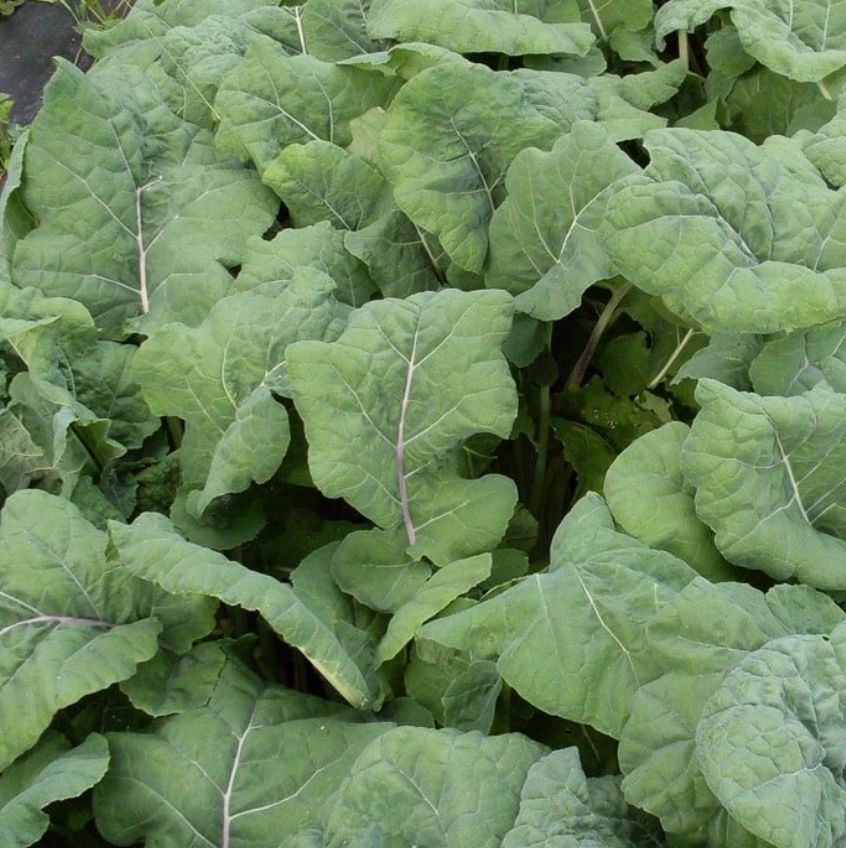 Grøntkál, Madelay - fræ