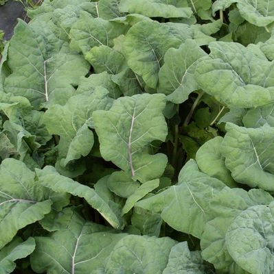 Grøntkál, Madelay - fræ