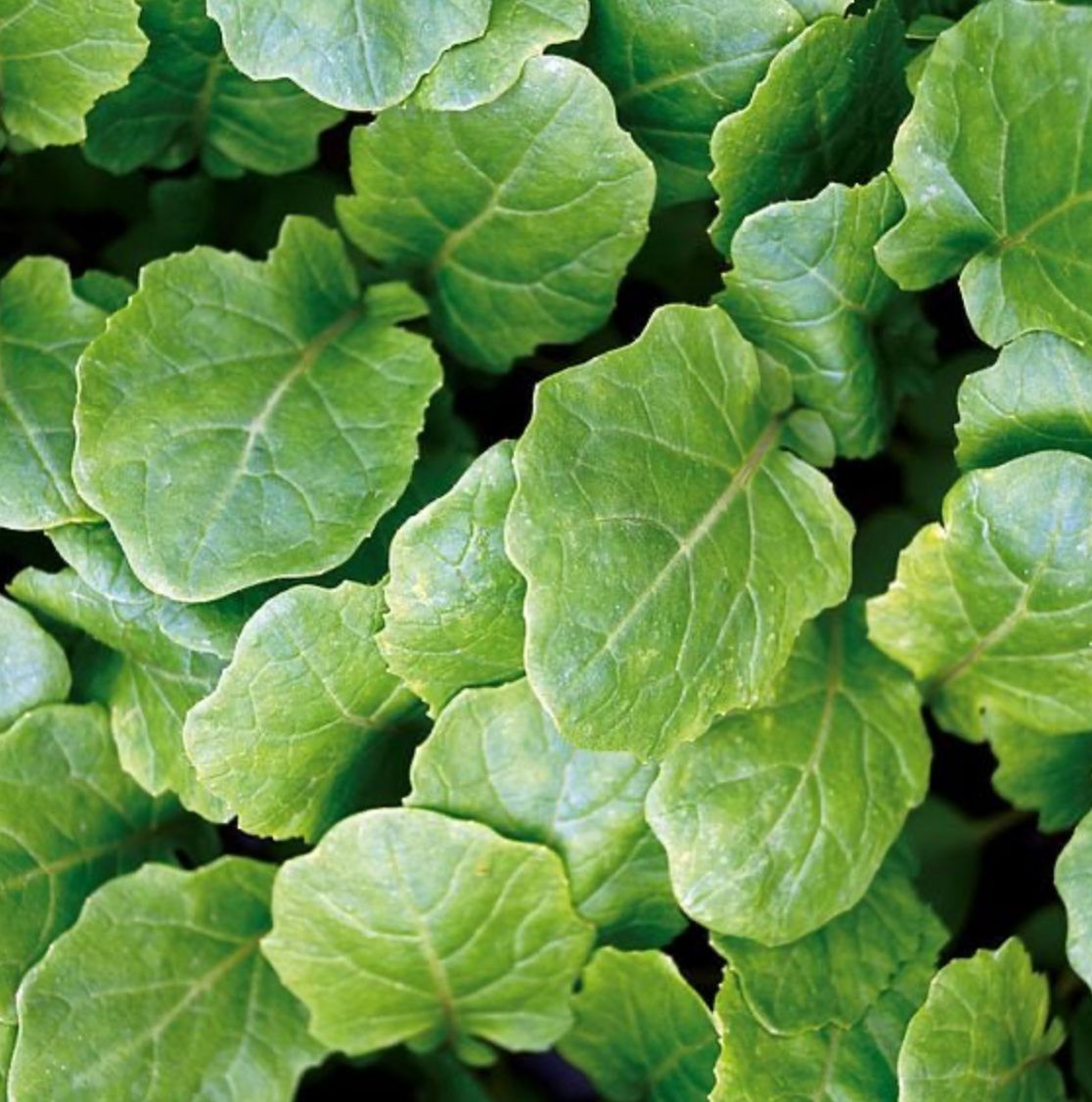 Hvítleykskál - fræ