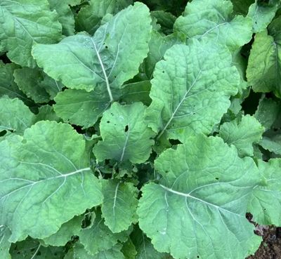 Grøntkál, Sutherland kale - fræ