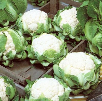 Blómkál, igloo - fræ