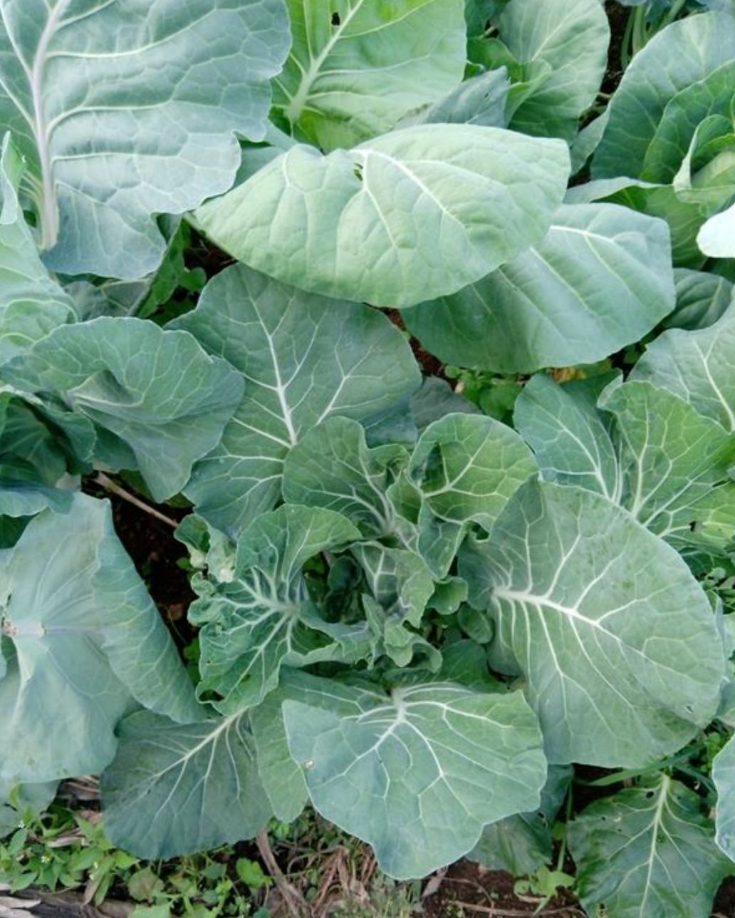 Grøntkál - Couve galega - fræ